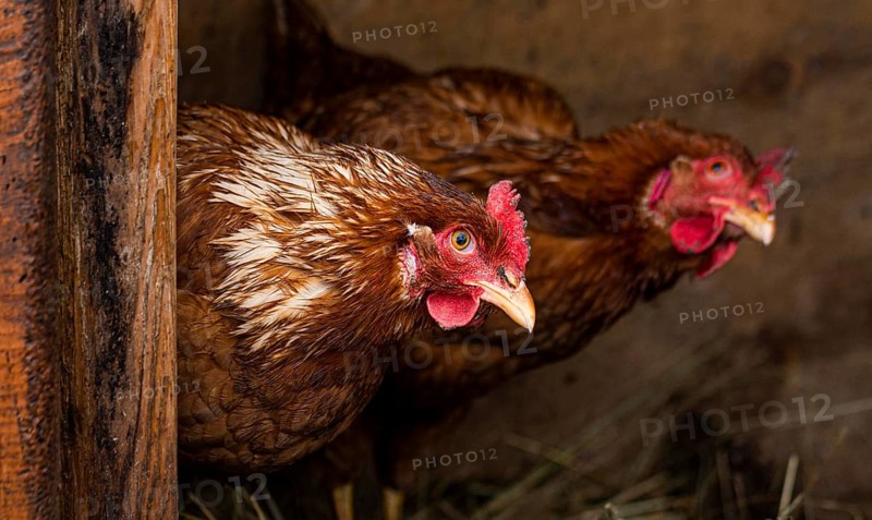 Country lifestyle concept hens nest