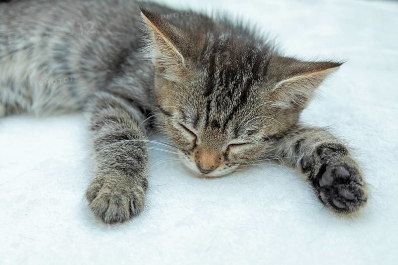 Nine-week-old tabby kitten sleeping