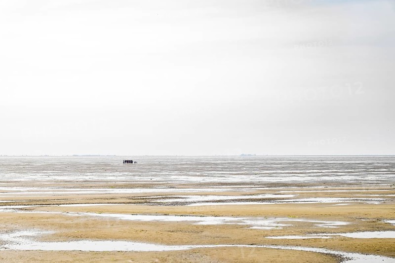 A group of people walking in the mudflats at low tide near Terschelling