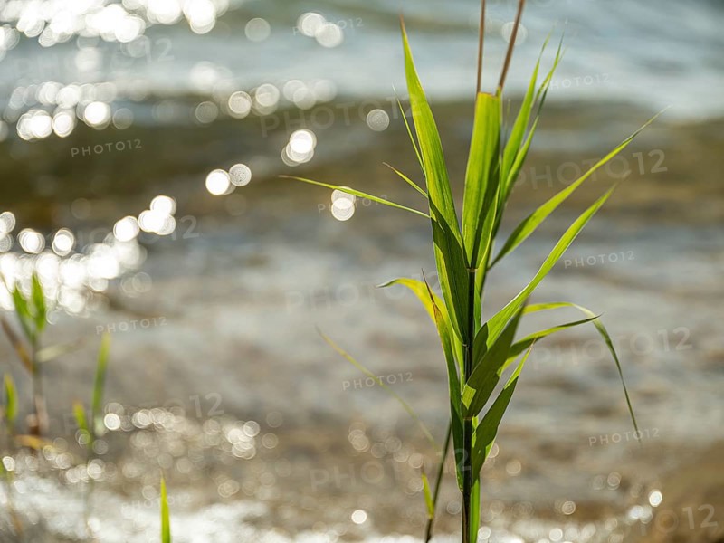 Common reed