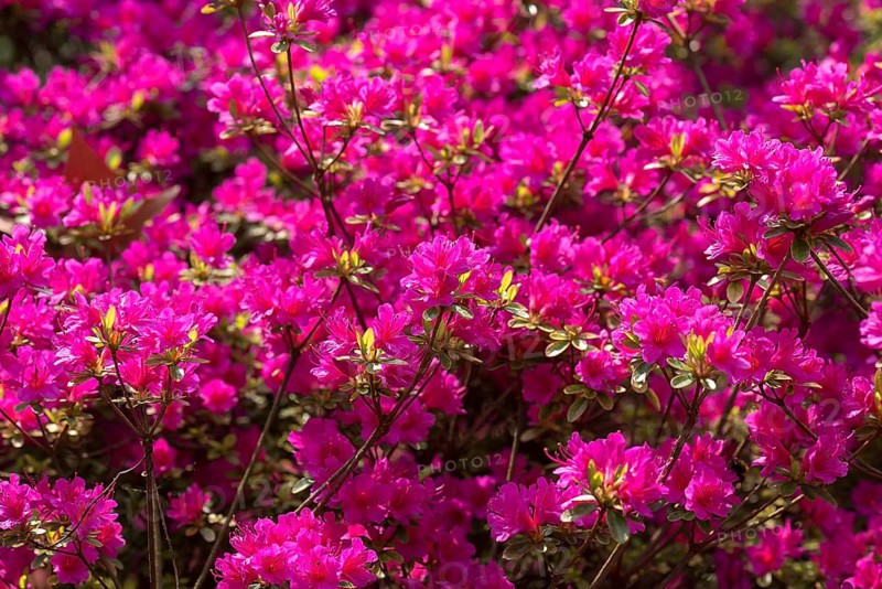Red flowering azalea