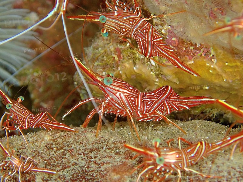 Several specimens of camel shrimp