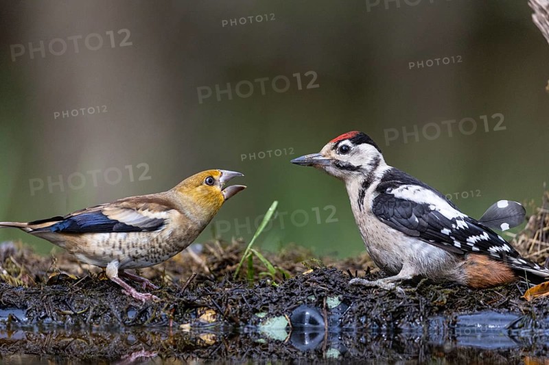 Great Spotted Woodpecker