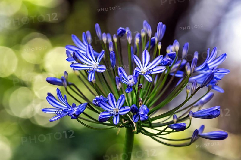 Blue lilies of the nile