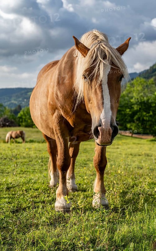 Haflinger horse