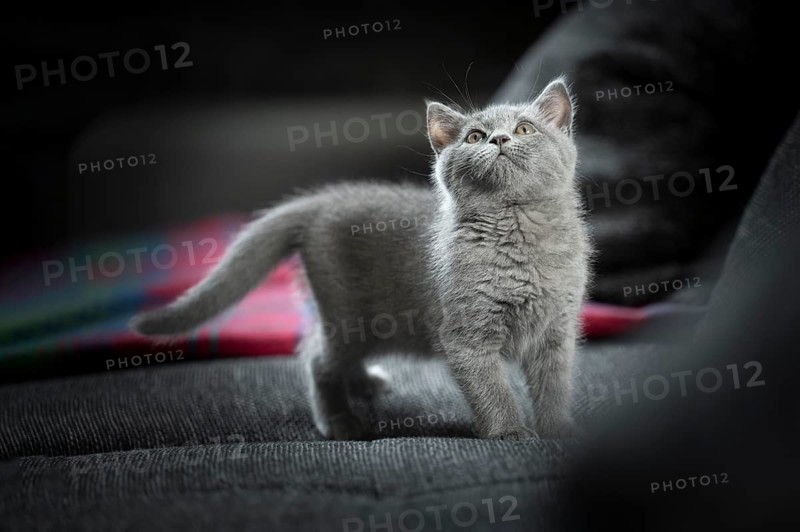 British Shorthair male