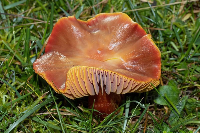 Cherry red sapling Fruiting body with cherry red cap and stalk in green grass