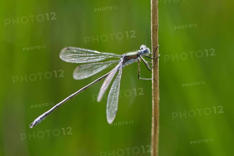 Emerald damselfly