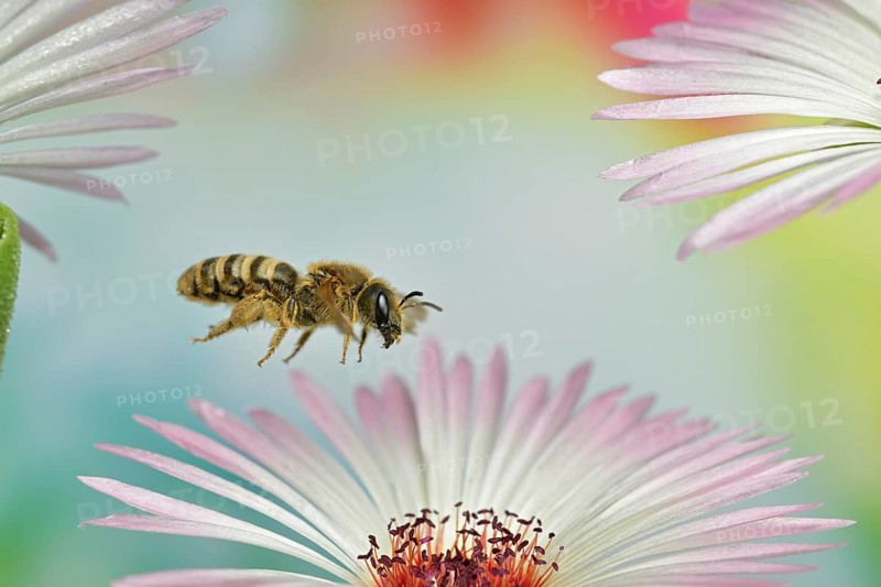 Sweat bee