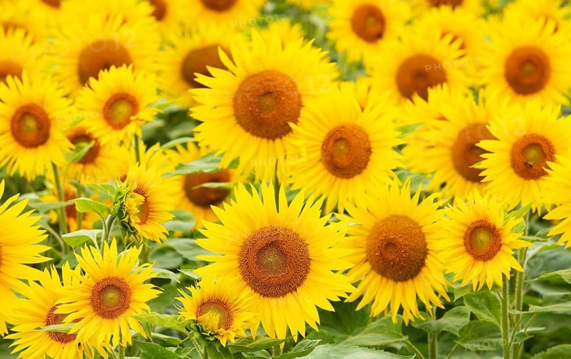 Sunflowers