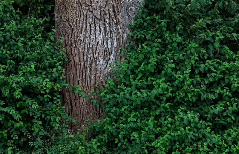Tree trunk of an old lime tree