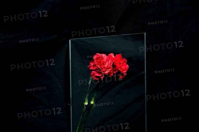 Red carnation flower reflecting glass black background