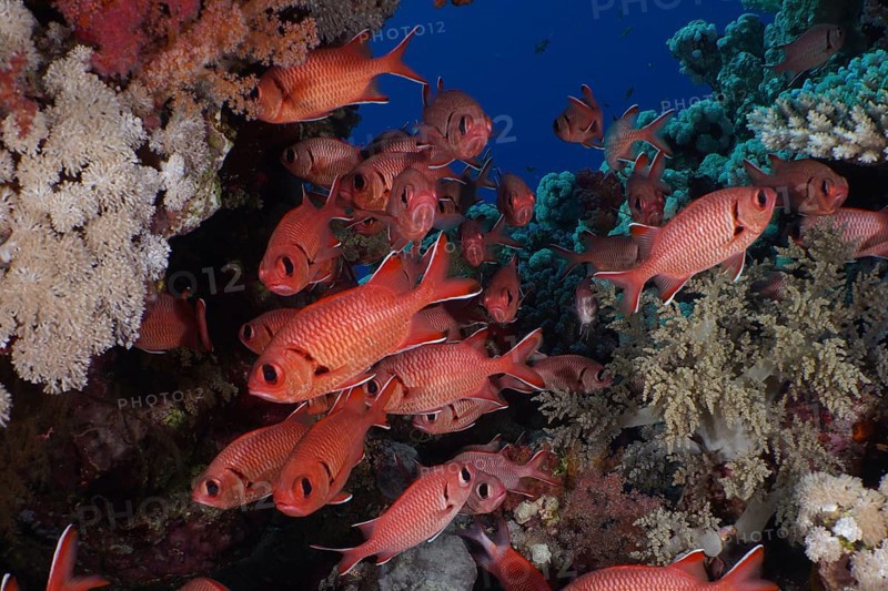 Shoal