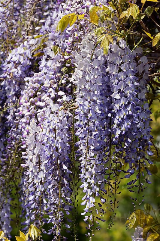 Japanese blue vine