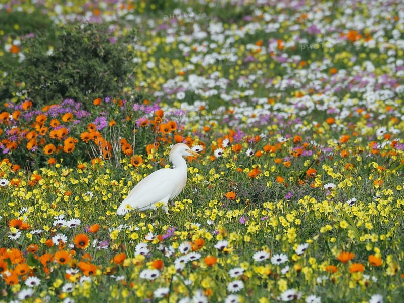 Yellow-billed egret