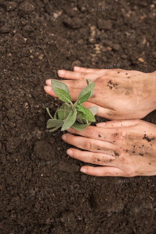 Human hand planting fresh young plant into soil