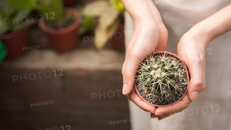 Woman s hand holding small succulent potted plant