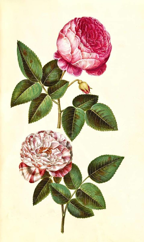 Rosa x centifolia