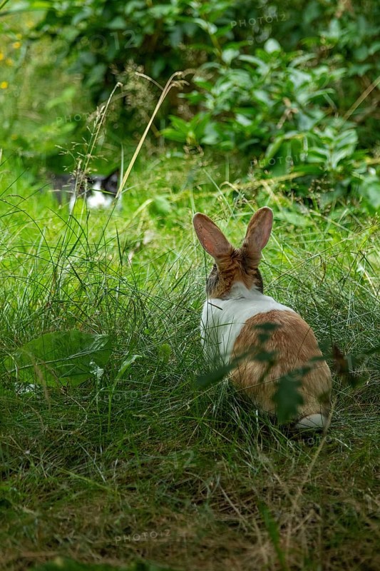 Cat watching Dutch rabbit