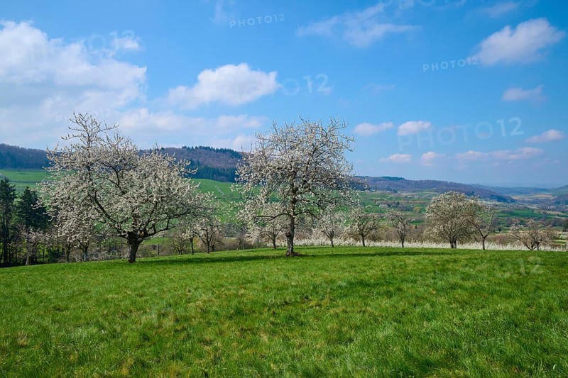 Cherry trees