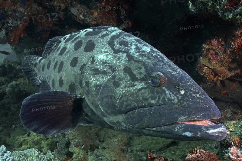 Potato grouper