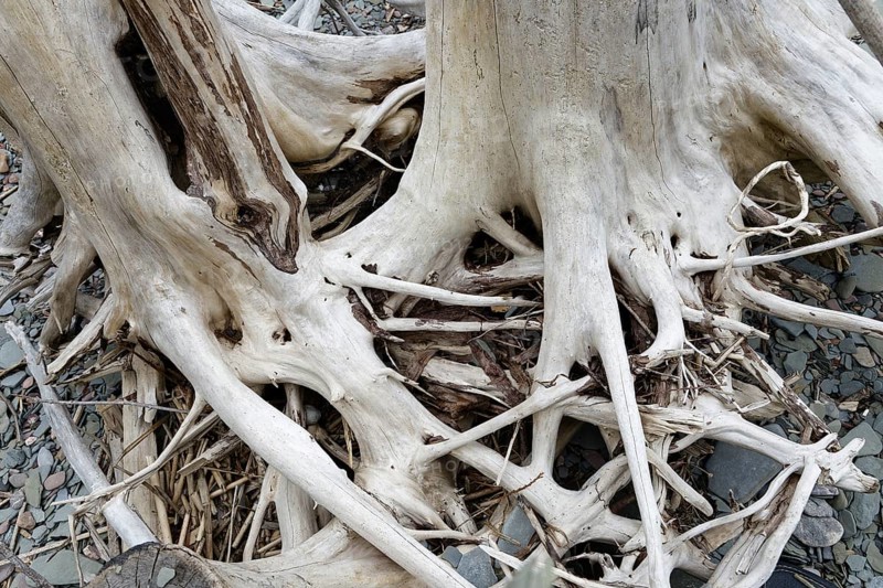 Driftwood on the beach