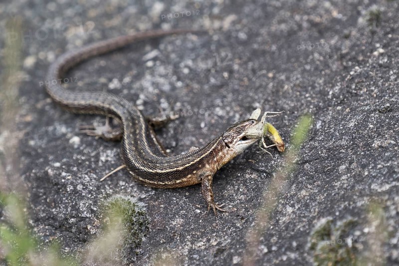 Viviparous lizard