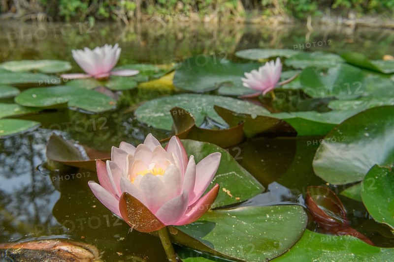 Water lily blooming in a pond. Bas-Rhin