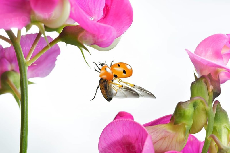 Seven-spott ladybird