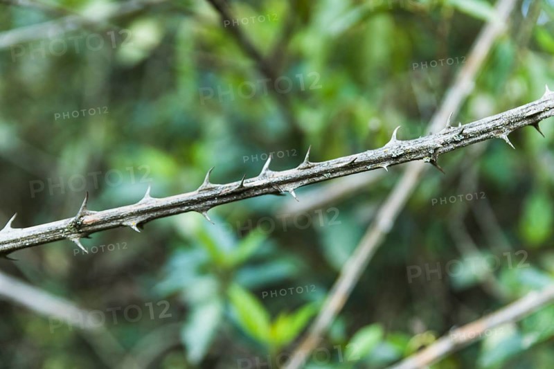 Close up bush thorns