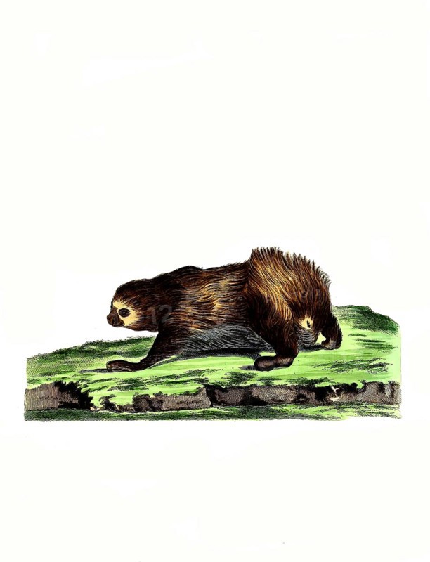 Mammals