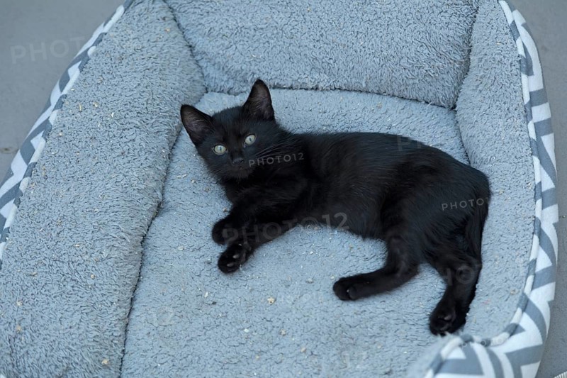 Nine-week-old black kitten lying in a basket