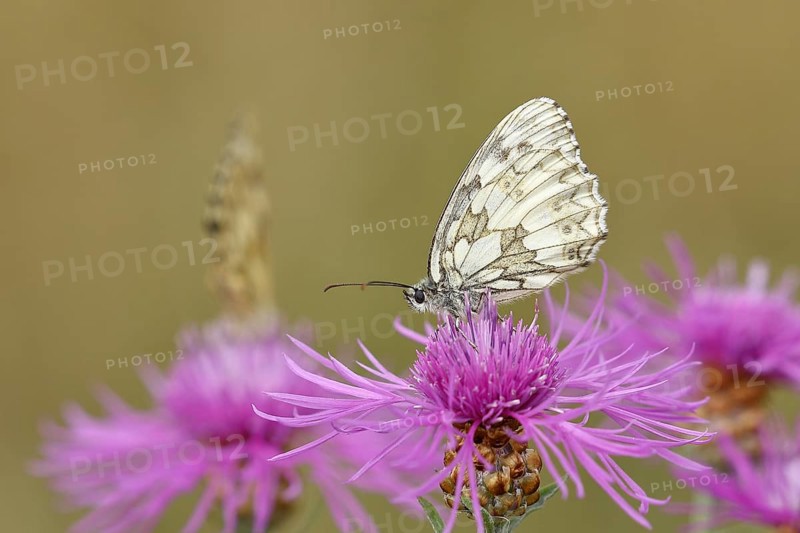 Marbled white