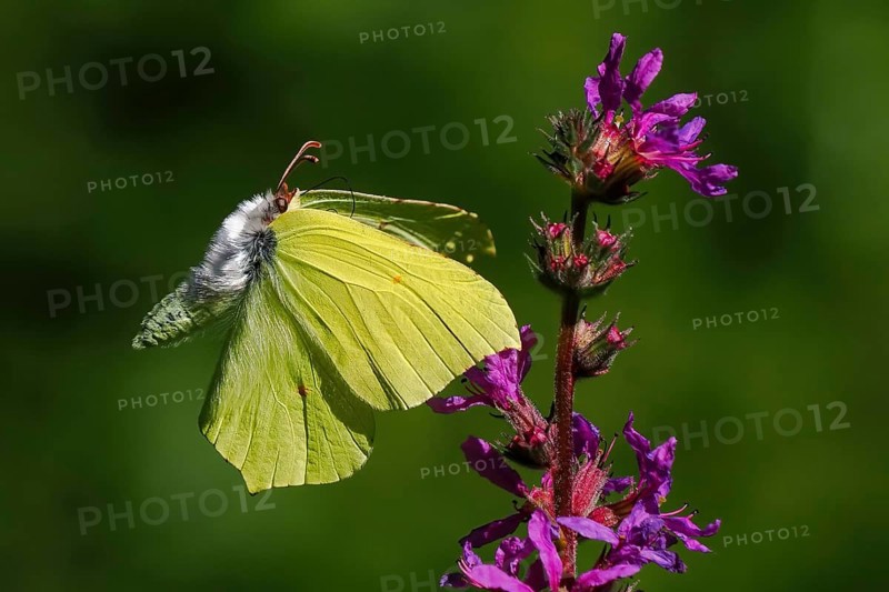 Brimstone