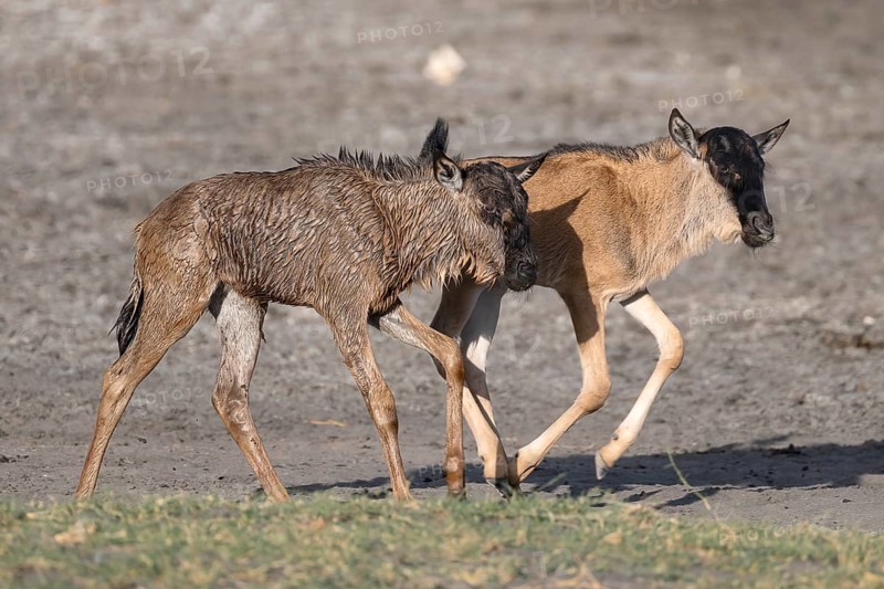 Wildebeest