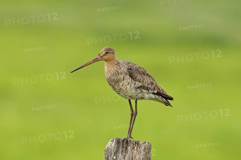 Black-tailed Godwit