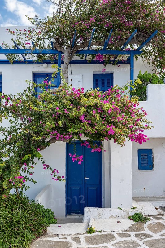 White Cycladic houses with pink bougainvillea