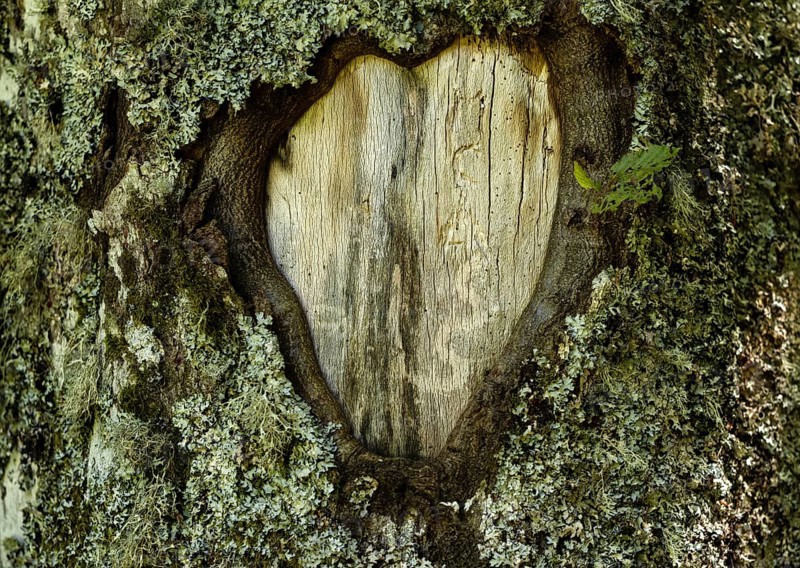 Scarred knothole on a tree in the shape of a heart