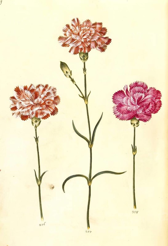 Clove pink