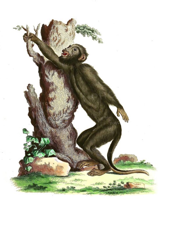 Mammals