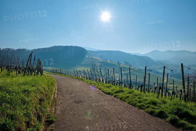 Vineyard path