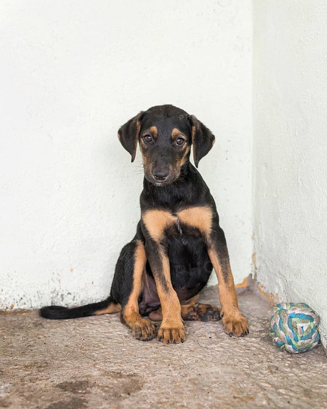 Cute rescue dog shelter waiting fostered