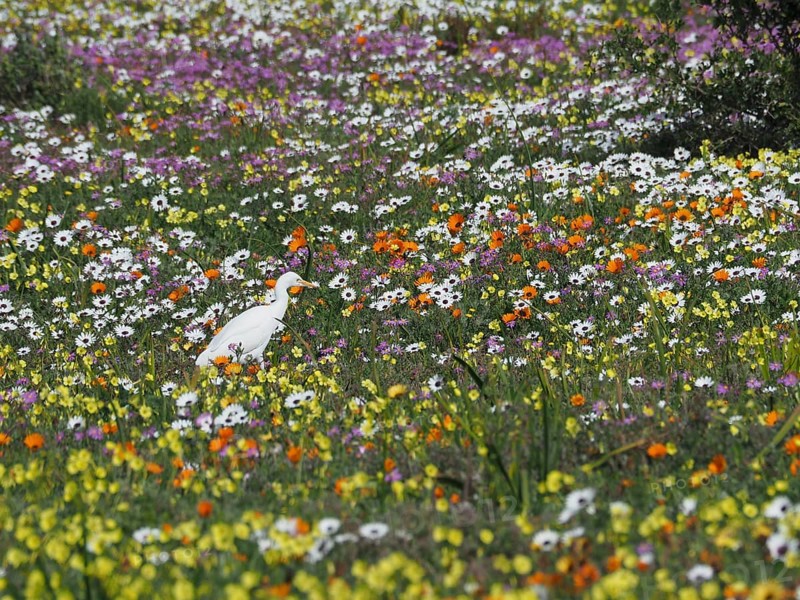 Yellow-billed egret