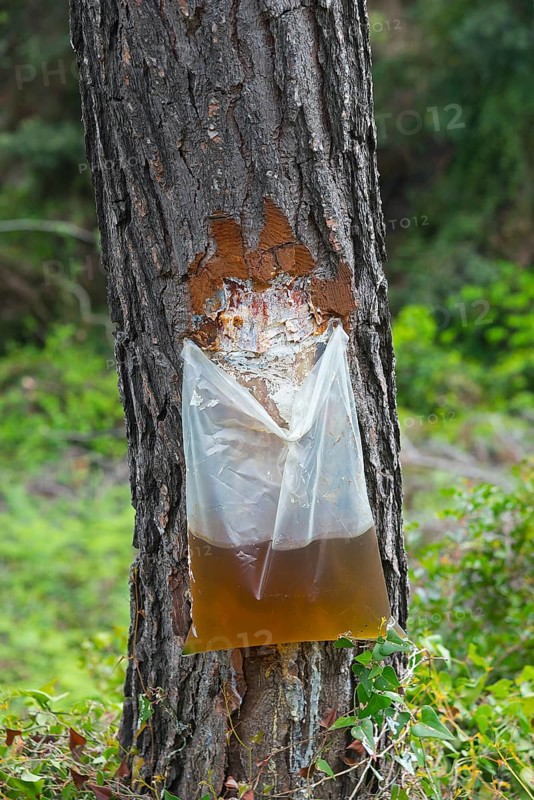 Extraction of resin