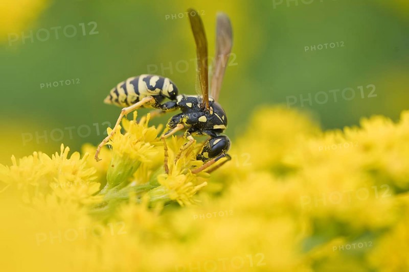 European paper wasp
