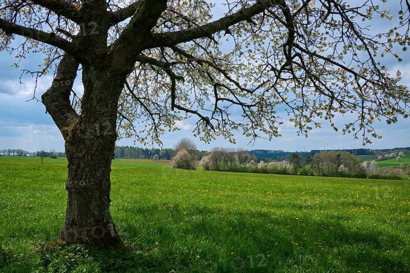 Meadow Landscape