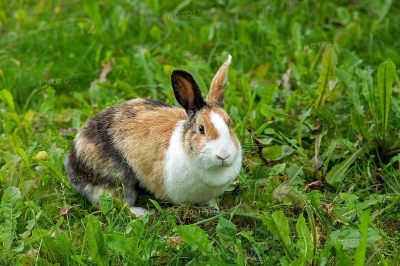 Dutch rabbit sitting in the grass