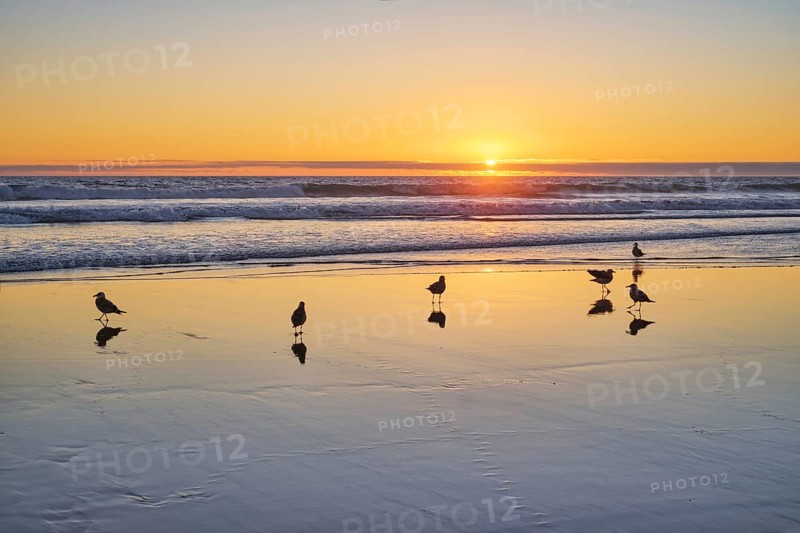 Seagulls on beach sund at atlantic ocean sunset with surging waves at Fonte da Telha beach