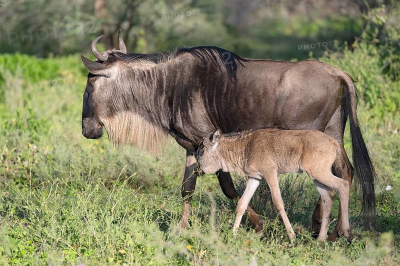 Wildebeest