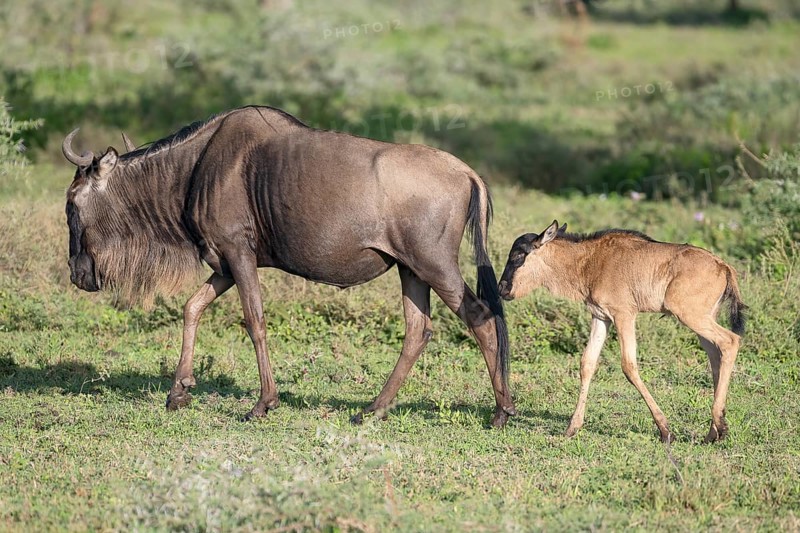 Wildebeest